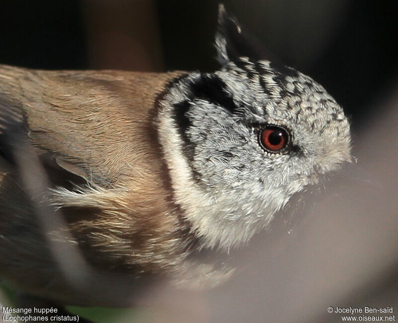 Mésange huppée