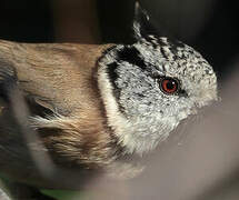 Crested Tit