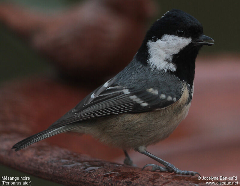 Coal Tit