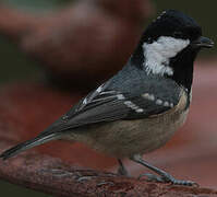 Coal Tit