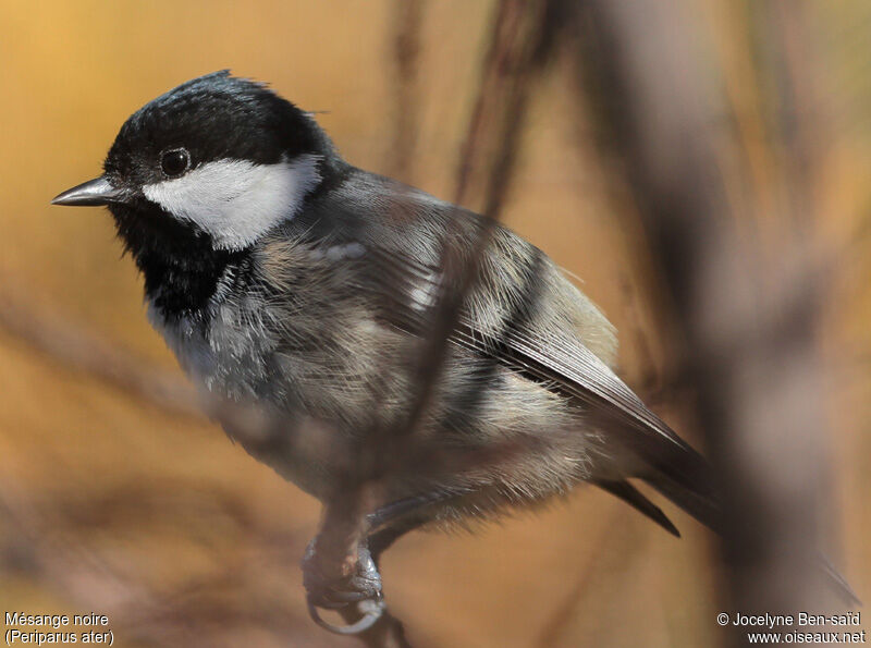 Coal Tit