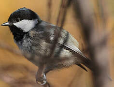 Coal Tit