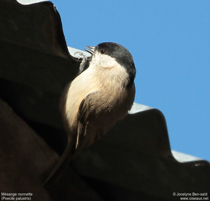 Marsh Tit