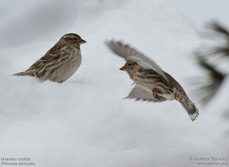 Rock Sparrow