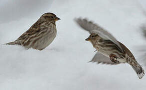 Rock Sparrow