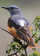 Common Rock Thrush