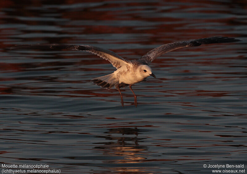 Mouette mélanocéphale1ère année