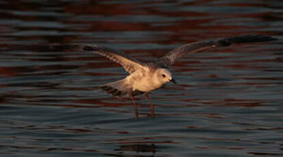 Mouette mélanocéphale