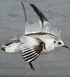 Mouette pygmée