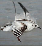 Mouette pygmée