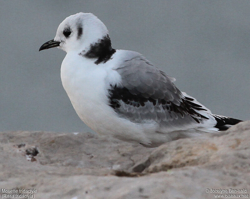 Black-legged KittiwakeSecond year