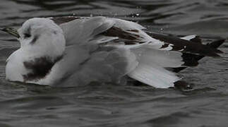 Black-legged Kittiwake