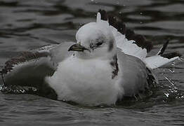 Black-legged Kittiwake