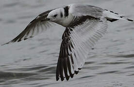 Black-legged Kittiwake
