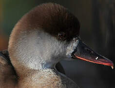 Red-crested Pochard