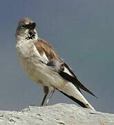 White-winged Snowfinch