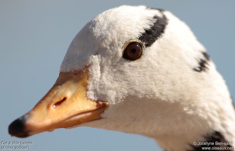 Bar-headed Goose