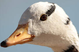 Bar-headed Goose