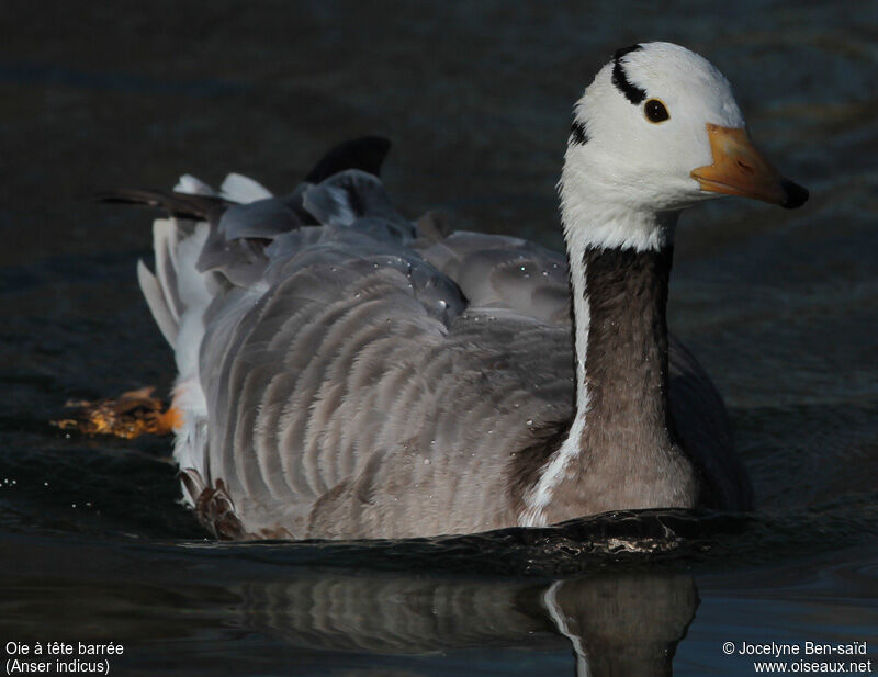 Bar-headed Goose