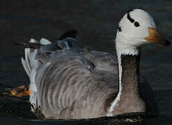 Bar-headed Goose