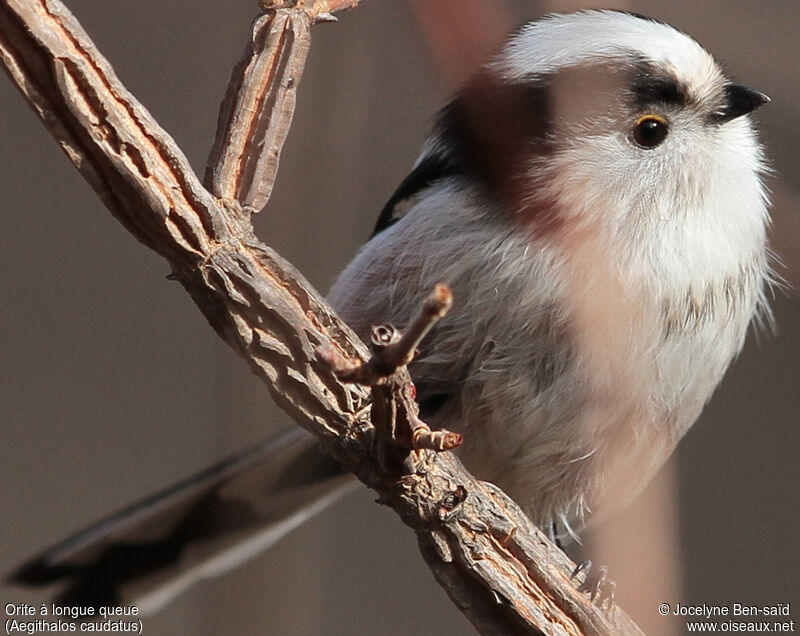 Long-tailed Tit