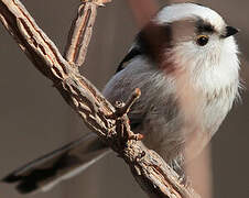 Long-tailed Tit