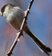 Long-tailed Tit