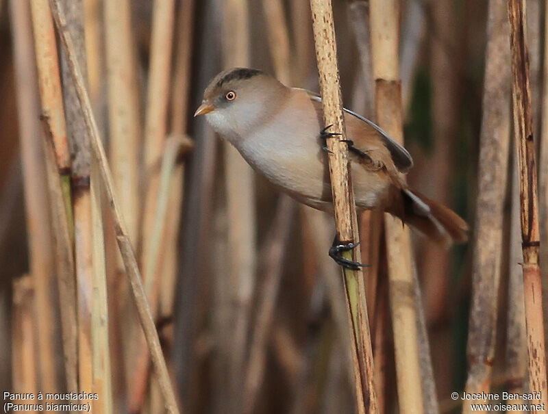 Bearded Reedling female