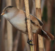 Bearded Reedling