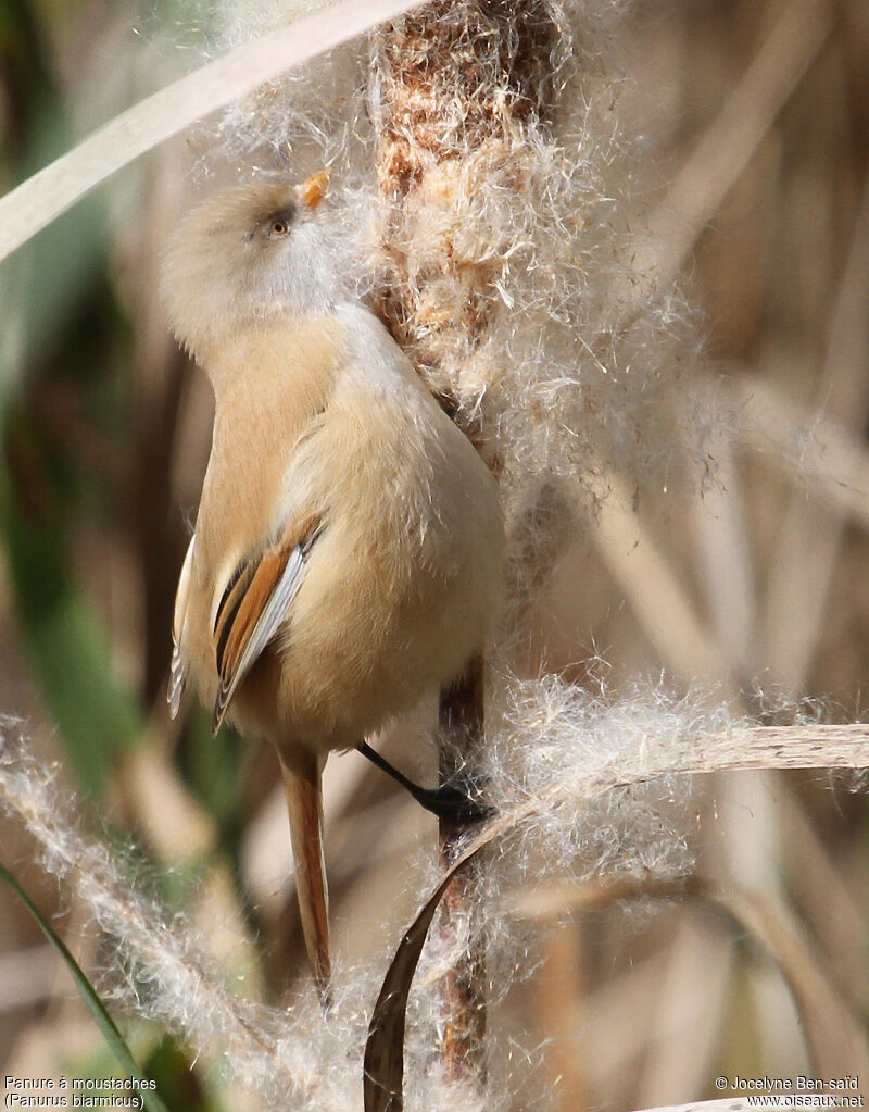 Bearded Reedling female adult