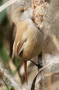 Bearded Reedling