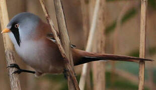 Bearded Reedling