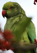 Rose-ringed Parakeet