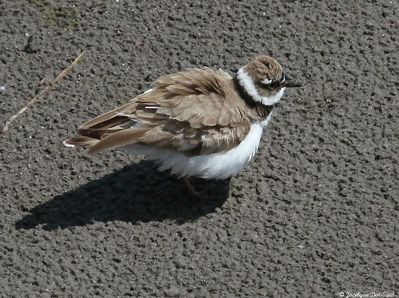 Little Ringed Ploveradult breeding