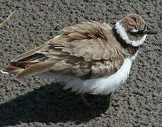 Little Ringed Plover