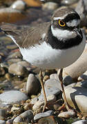 Little Ringed Plover