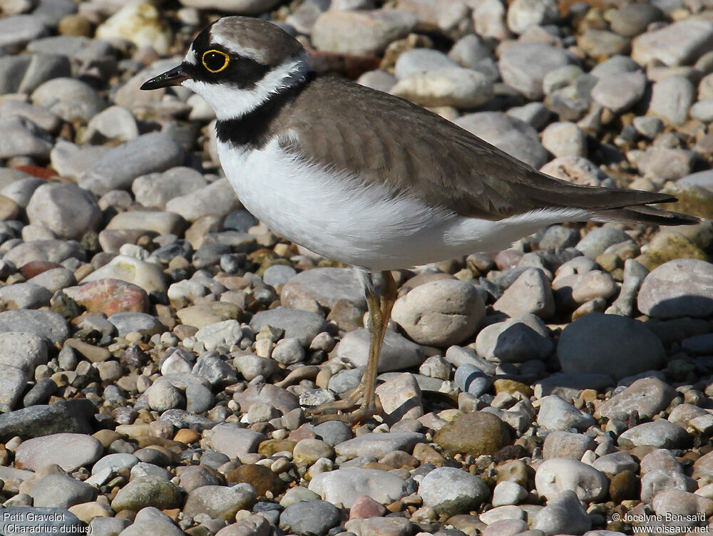 Little Ringed Plover