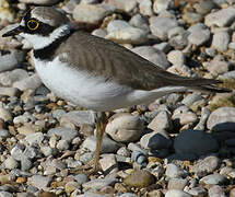 Little Ringed Plover