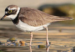 Little Ringed Plover