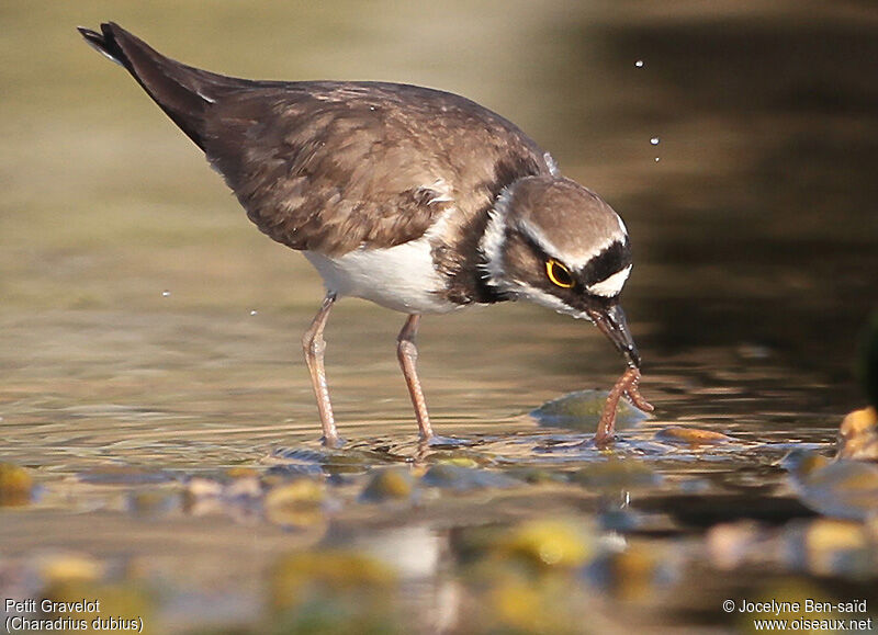 Little Ringed Plover