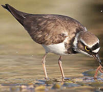 Little Ringed Plover