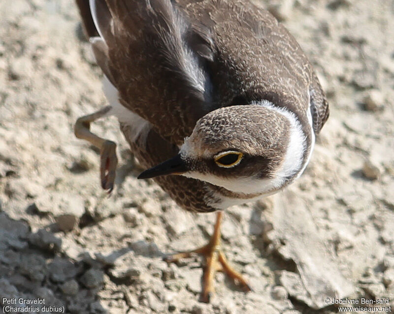 Little Ringed PloverFirst year