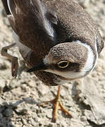 Little Ringed Plover