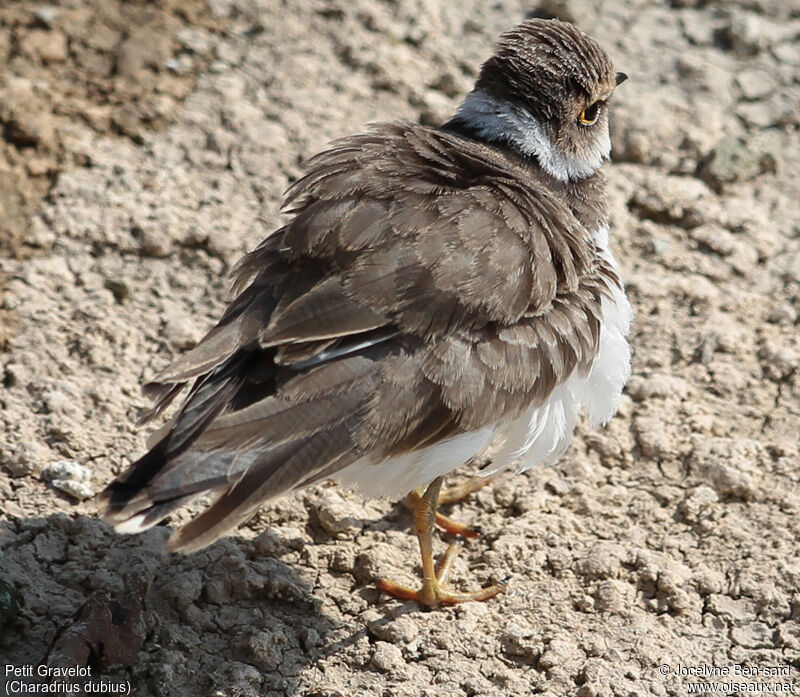 Little Ringed PloverFirst year