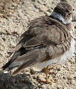 Little Ringed Plover