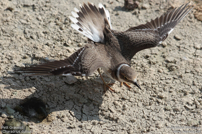 Little Ringed PloverFirst year