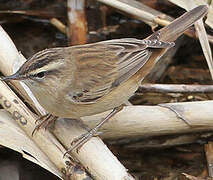 Sedge Warbler