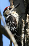 Lesser Spotted Woodpecker