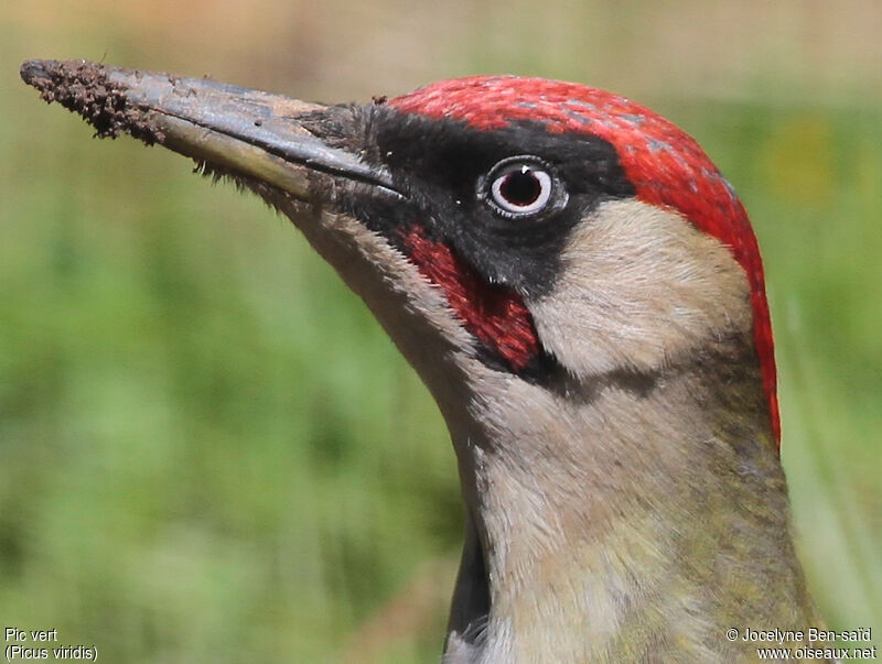 European Green Woodpecker male