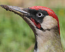 European Green Woodpecker